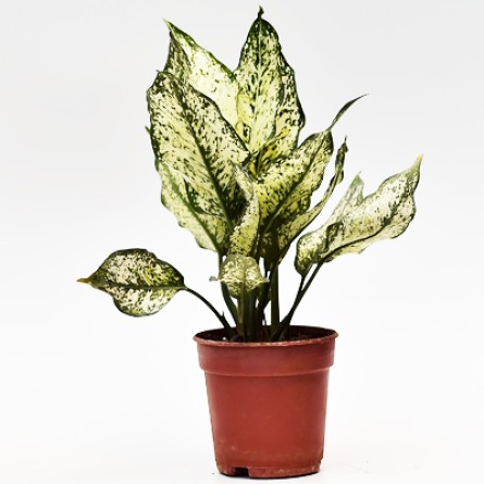 Aglaonema Snow White 